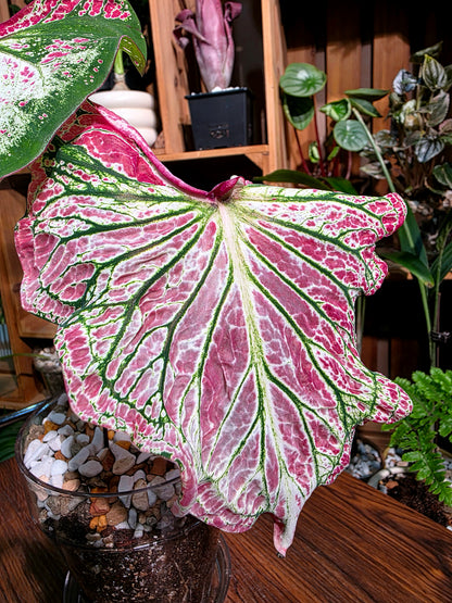 Caladium pepper mint 胡椒薄霧彩葉芋