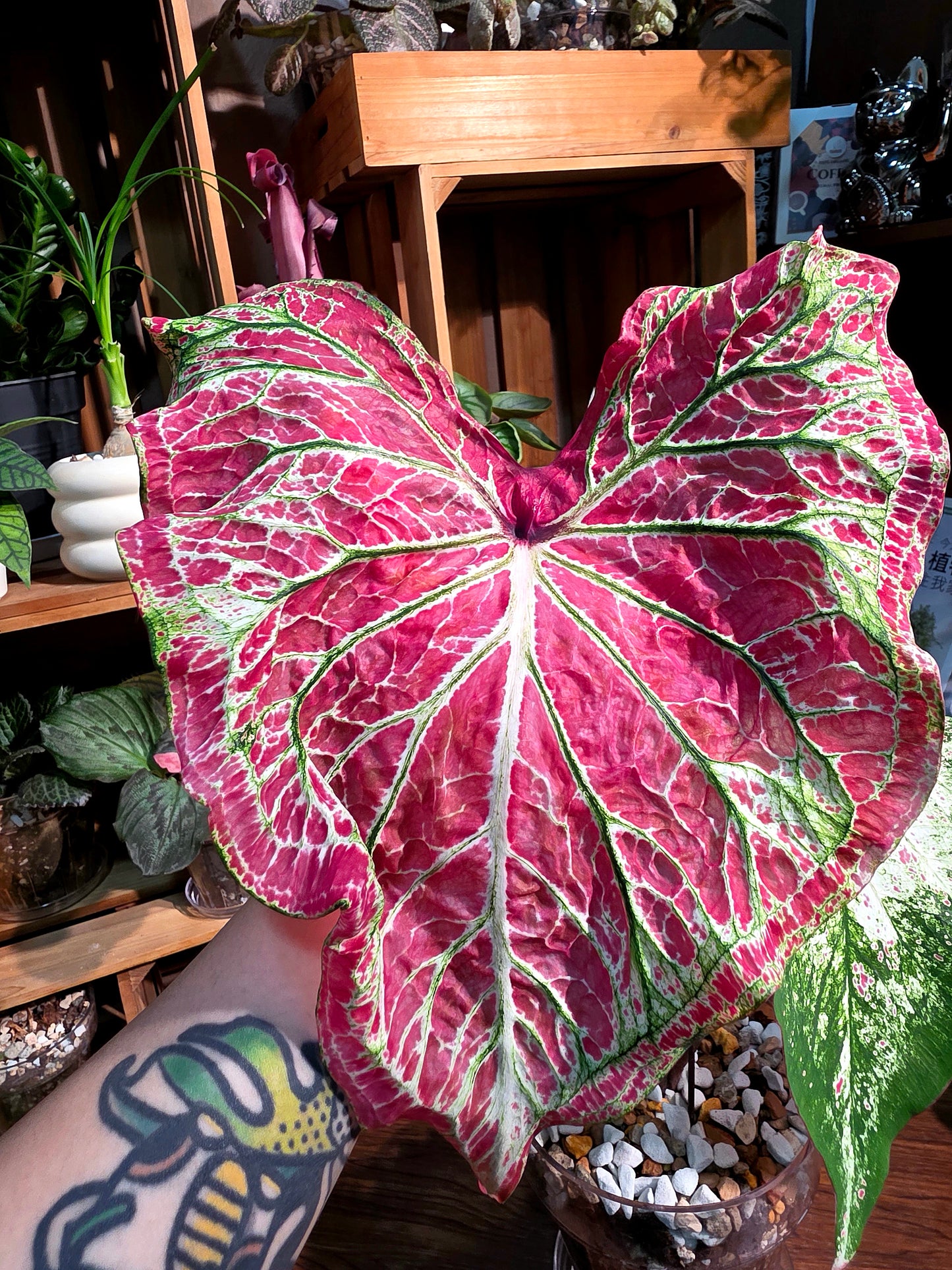 Caladium pepper mint 胡椒薄霧彩葉芋