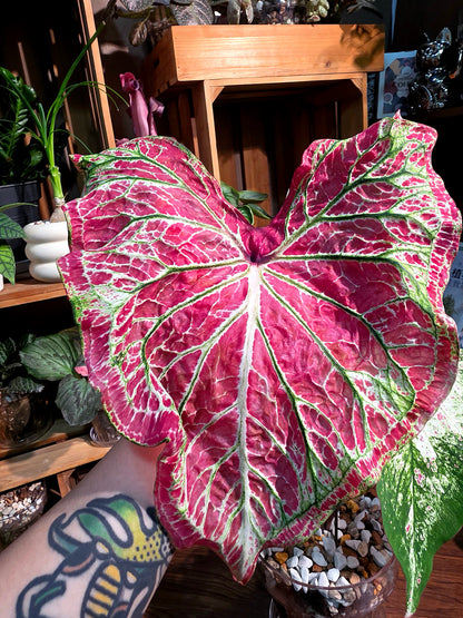 Caladium pepper mint 胡椒薄霧彩葉芋
