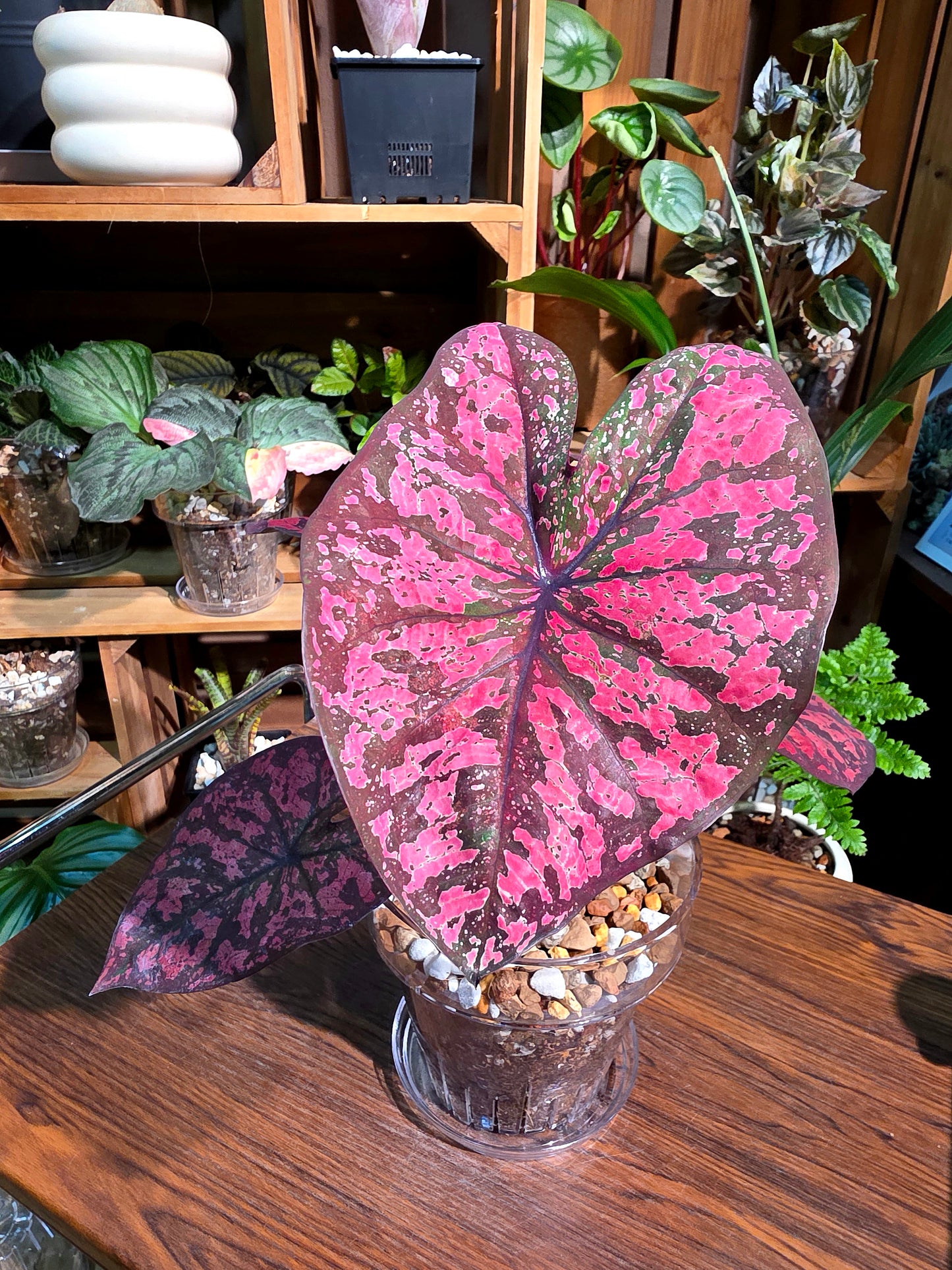 Caladium Thailand 泰國彩葉芋