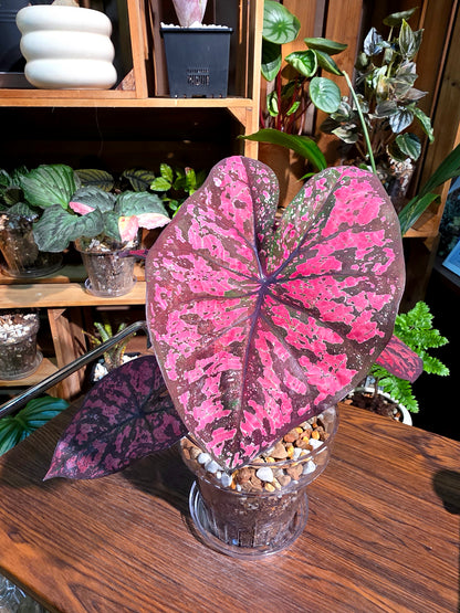 Caladium Thailand 泰國彩葉芋