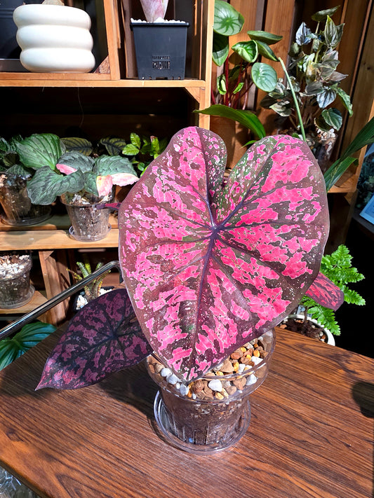 Caladium Thailand 泰國彩葉芋