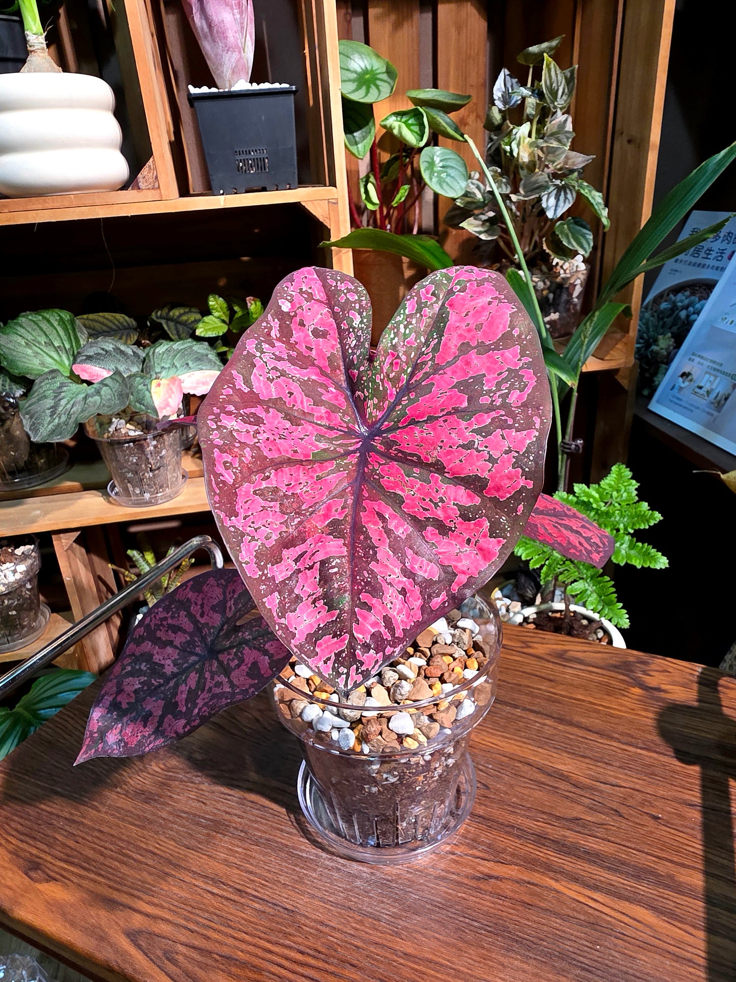 Caladium Thailand 泰國彩葉芋