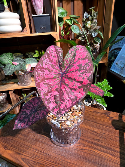 Caladium Thailand 泰國彩葉芋