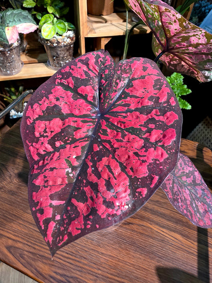 Caladium Thailand 泰國彩葉芋