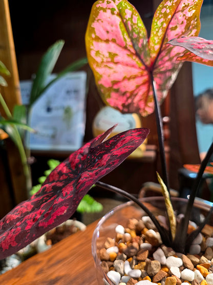 Caladium Thailand 泰國彩葉芋