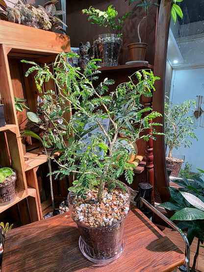 Senegalia burkei 黑刺猴
