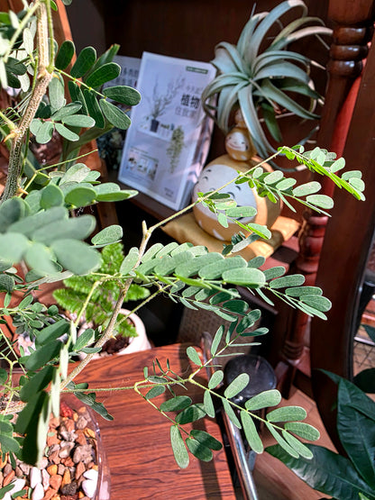 Senegalia burkei 黑刺猴