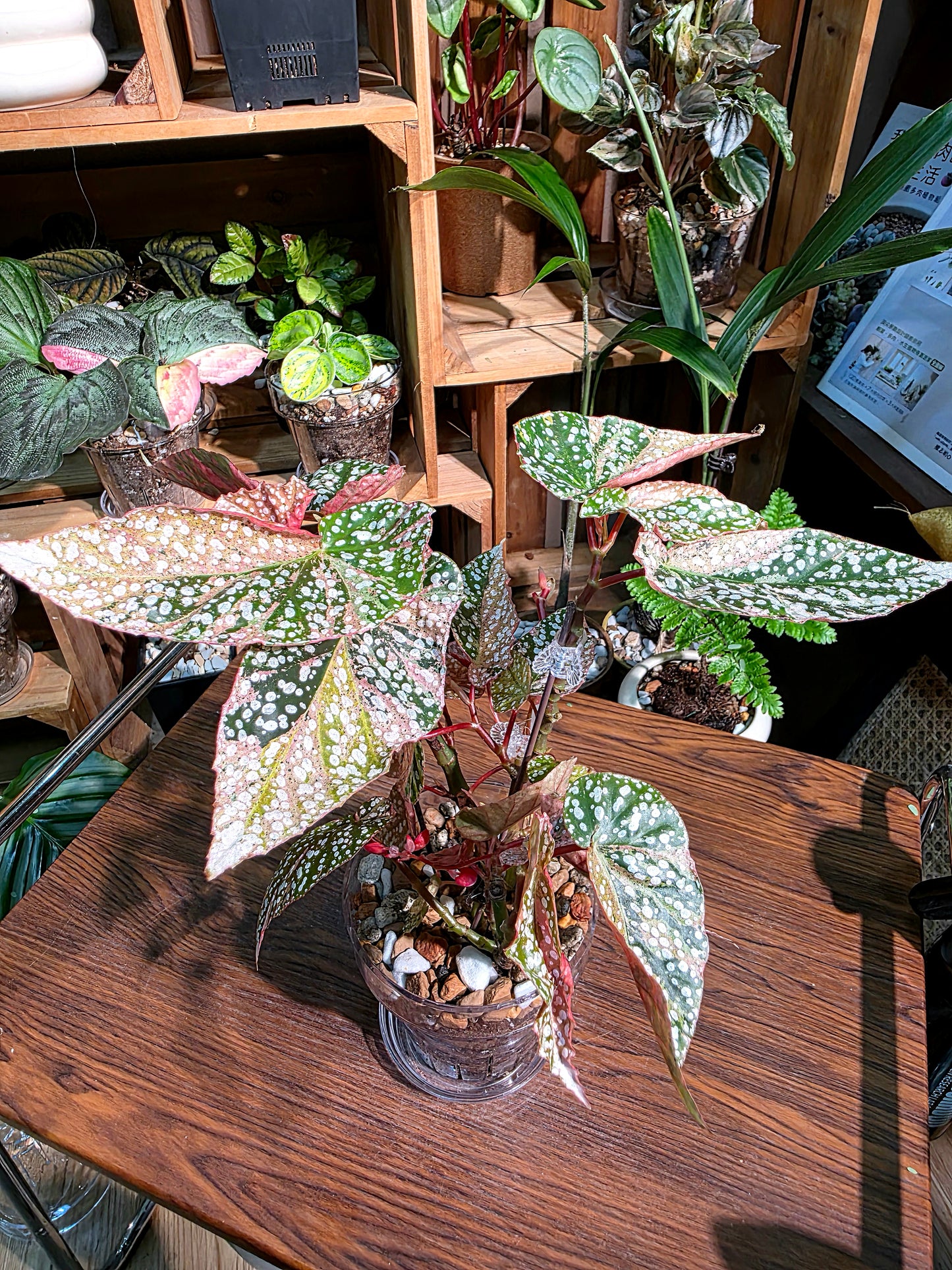 Begonia snow capped variegated 粉斑富士山秋海棠