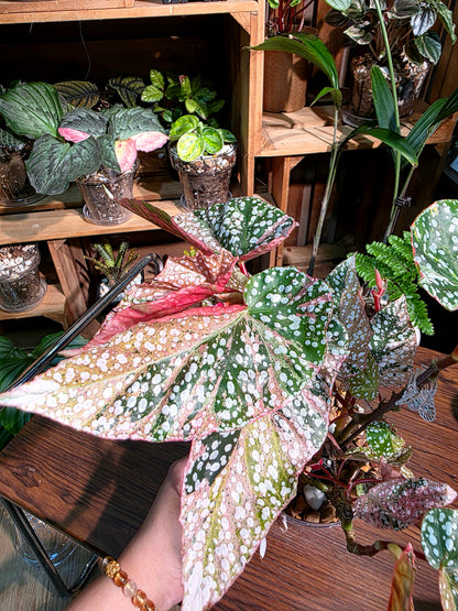 Begonia snow capped variegated 粉斑富士山秋海棠
