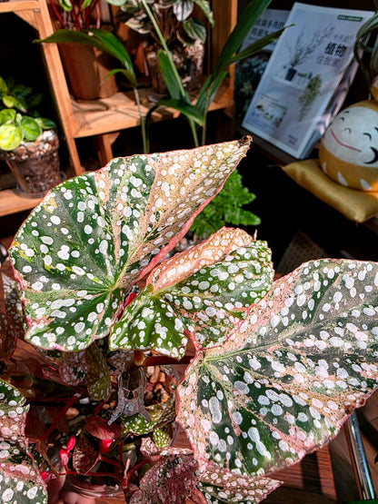 Begonia snow capped variegated 粉斑富士山秋海棠