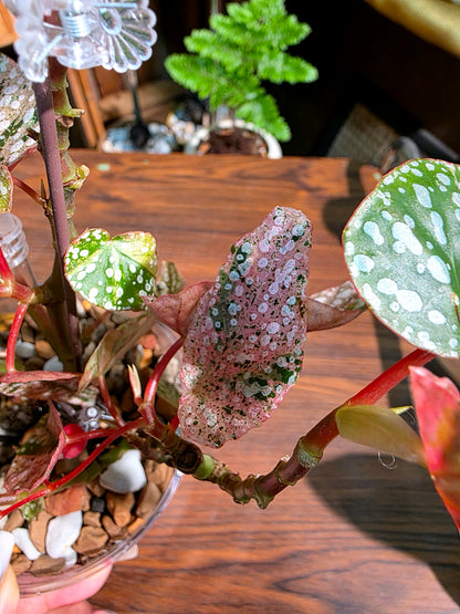 Begonia snow capped variegated 粉斑富士山秋海棠