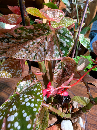 Begonia snow capped variegated 粉斑富士山秋海棠