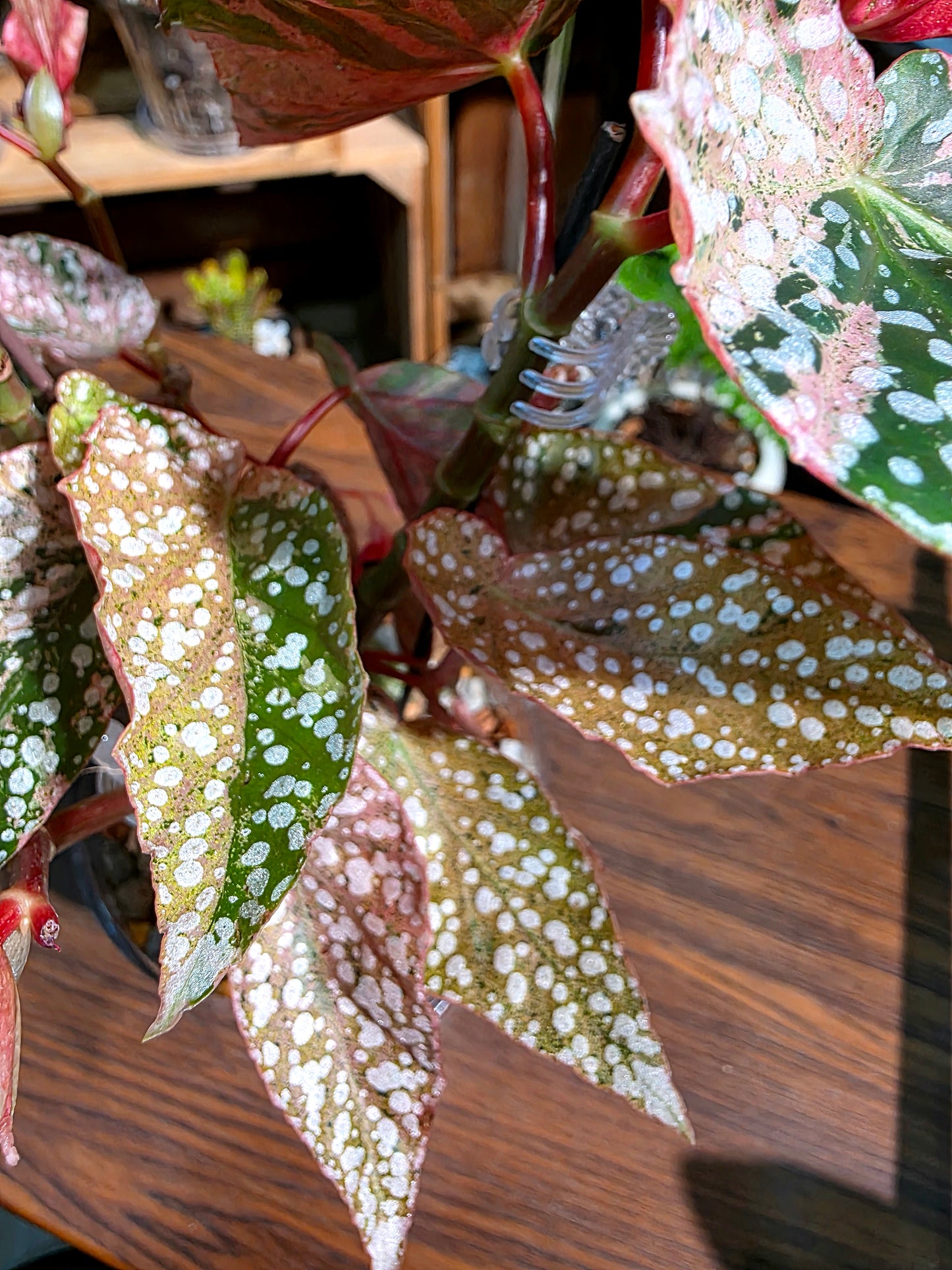 Begonia snow capped variegated 粉斑富士山秋海棠