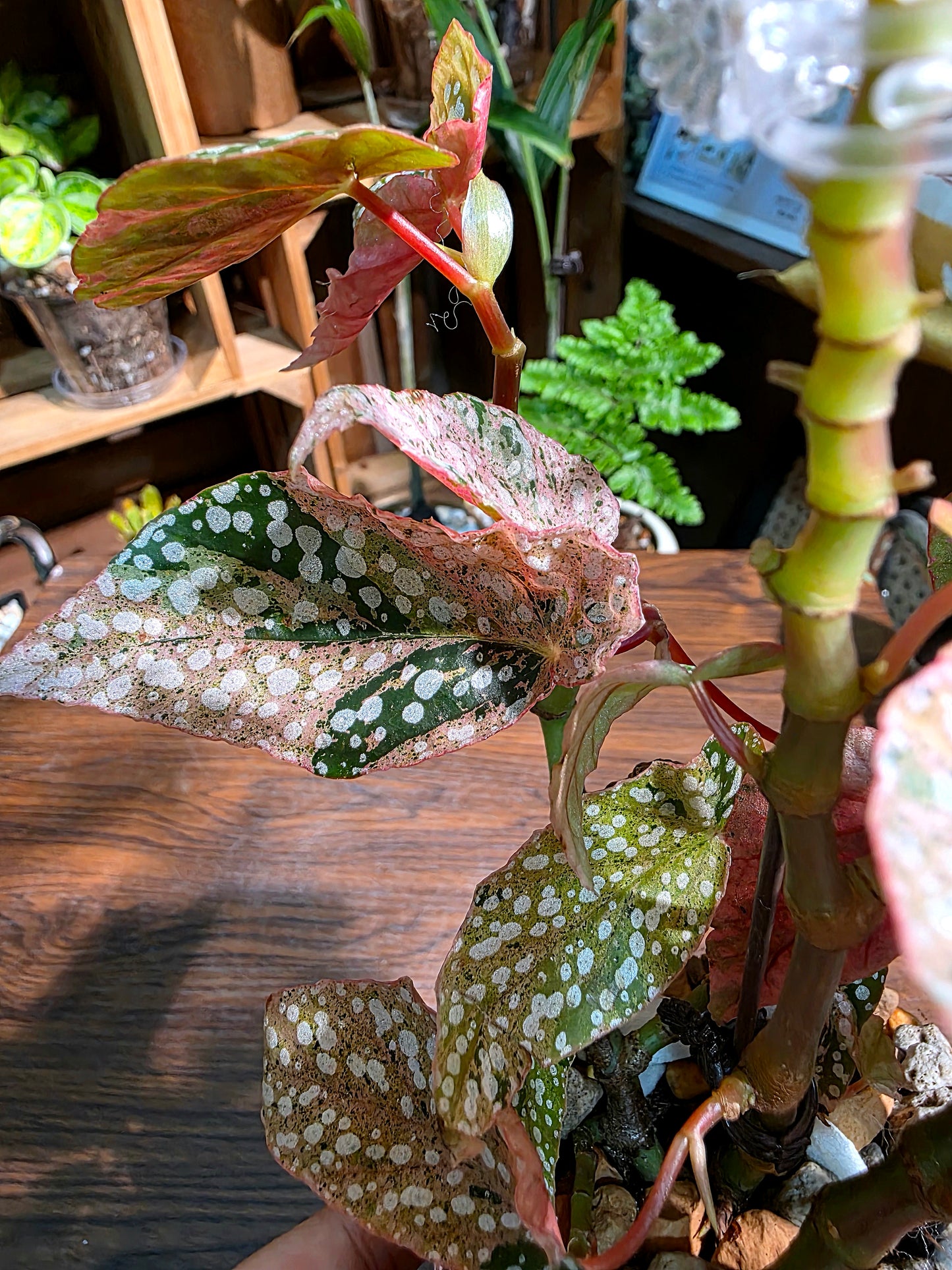 Begonia snow capped variegated 粉斑富士山秋海棠