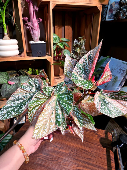 Begonia snow capped variegated 粉斑富士山秋海棠