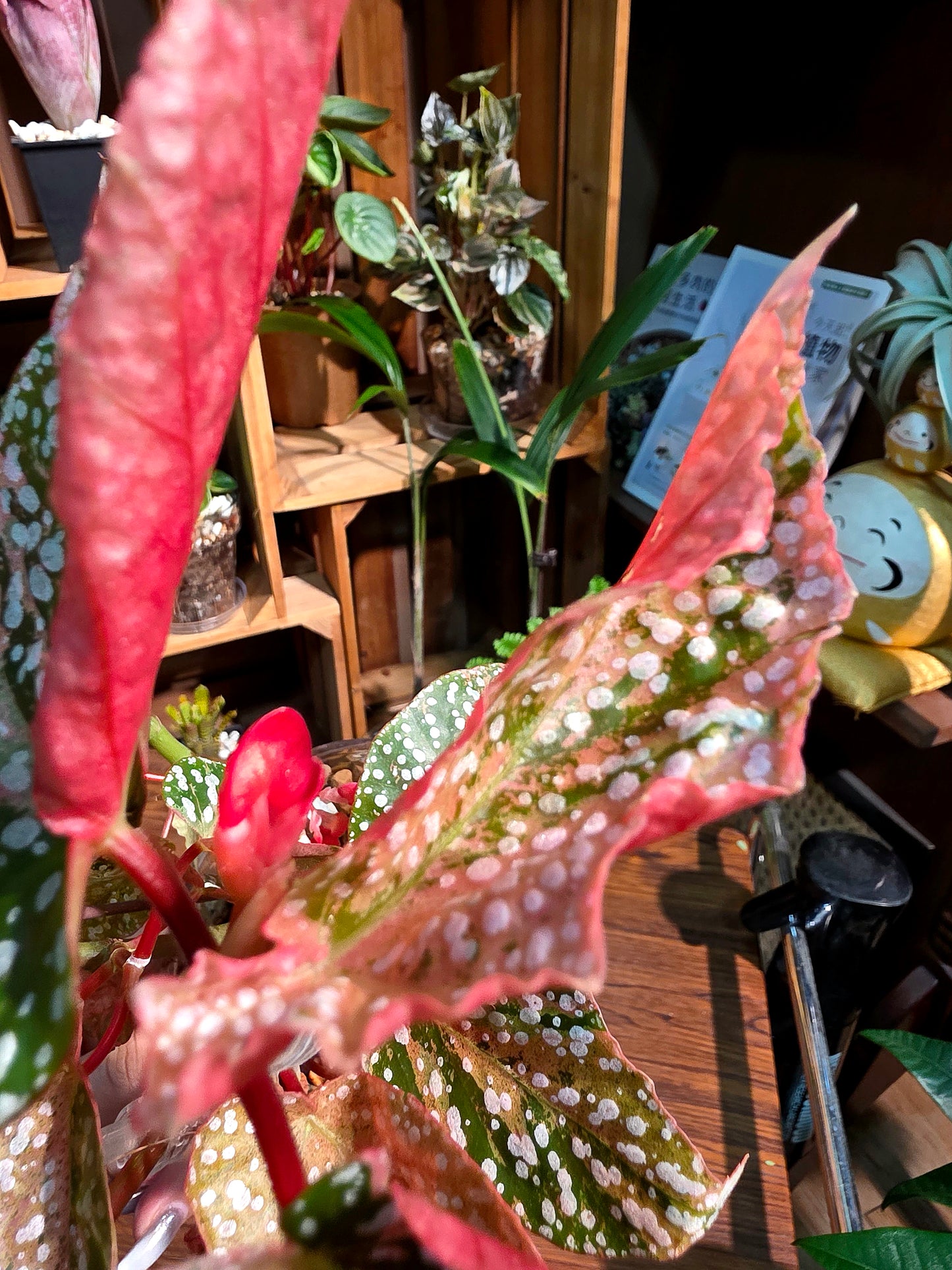 Begonia snow capped variegated 粉斑富士山秋海棠