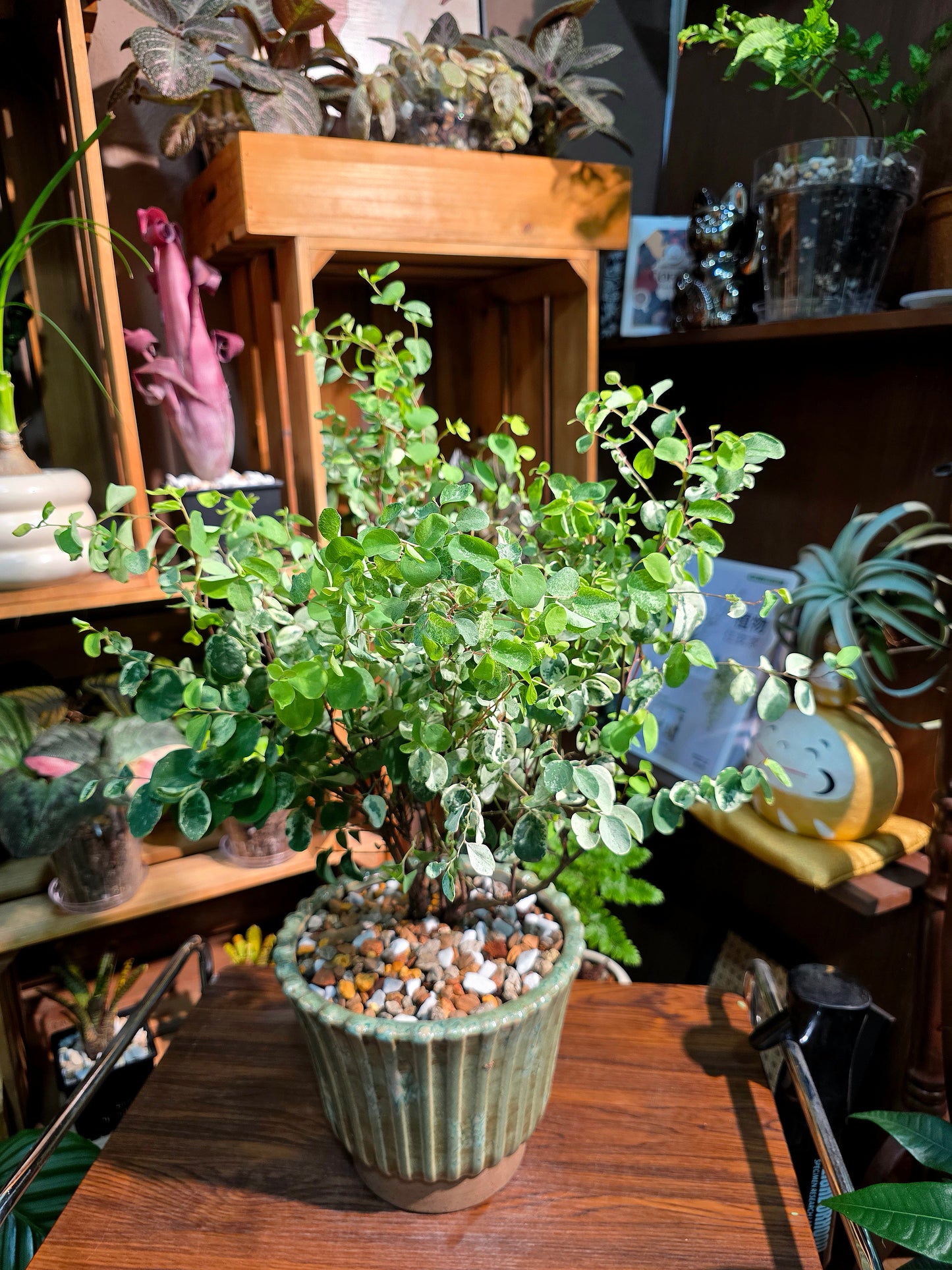 Breynia nivosa roseo picta 雪花木