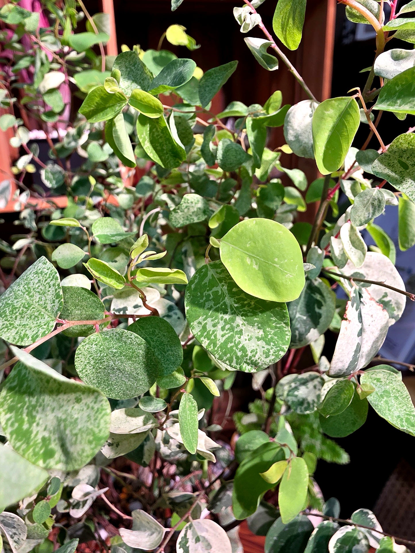 Breynia nivosa roseo picta 雪花木