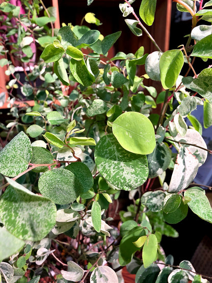 Breynia nivosa roseo picta 雪花木