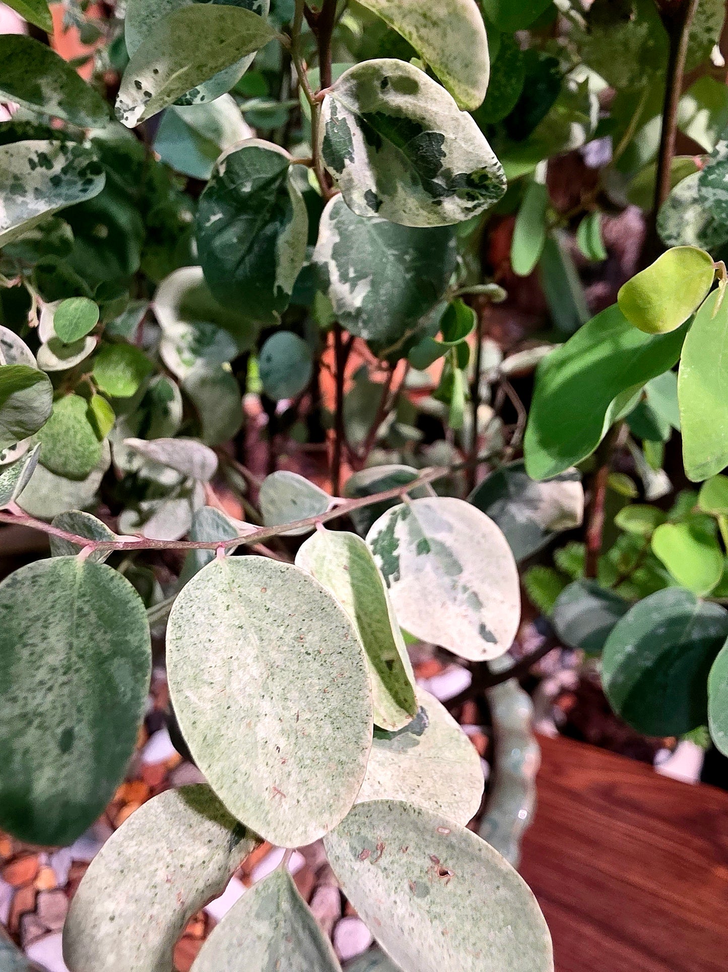 Breynia nivosa roseo picta 雪花木