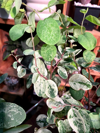 Breynia nivosa roseo picta 雪花木