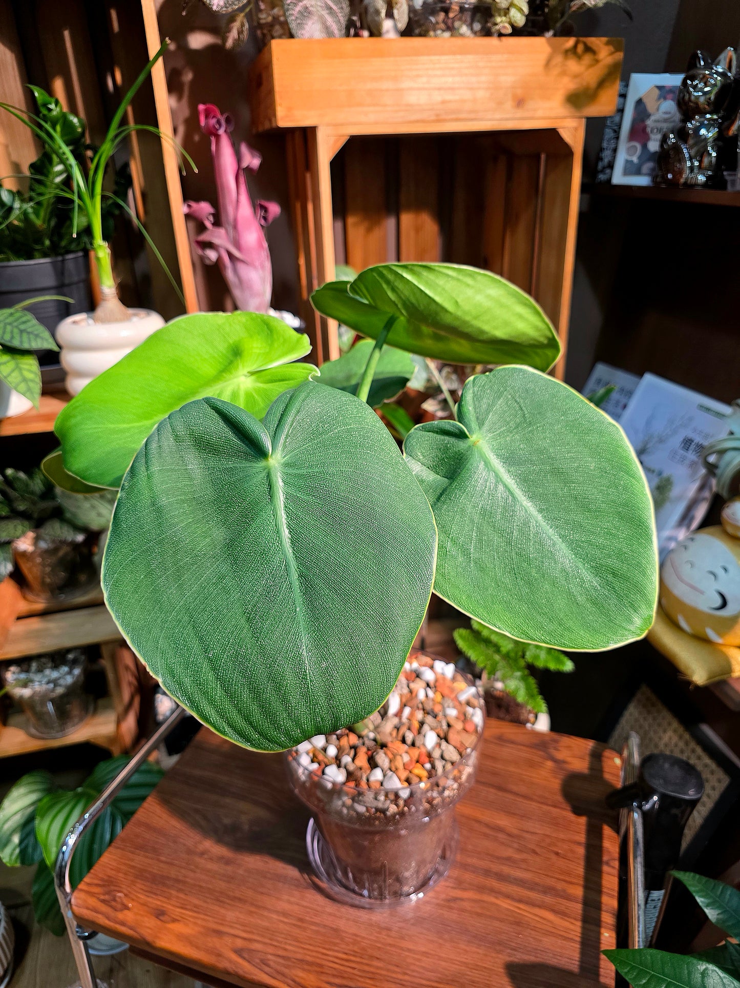 Philodendron rugosum 豬皮蔓綠絨