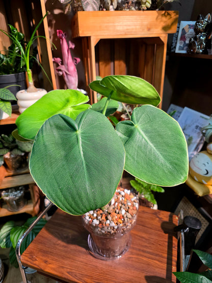 Philodendron rugosum 豬皮蔓綠絨