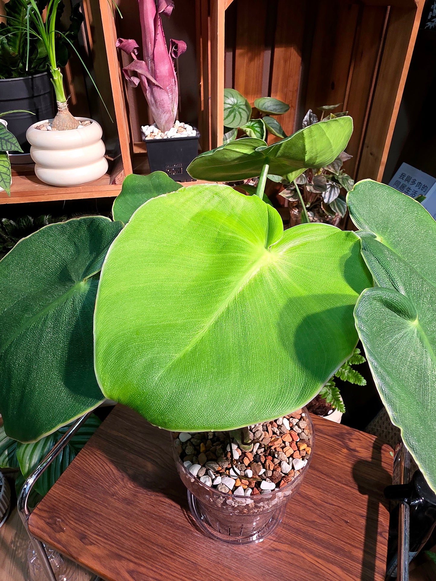 Philodendron rugosum 豬皮蔓綠絨