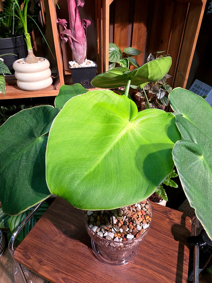 Philodendron rugosum 豬皮蔓綠絨