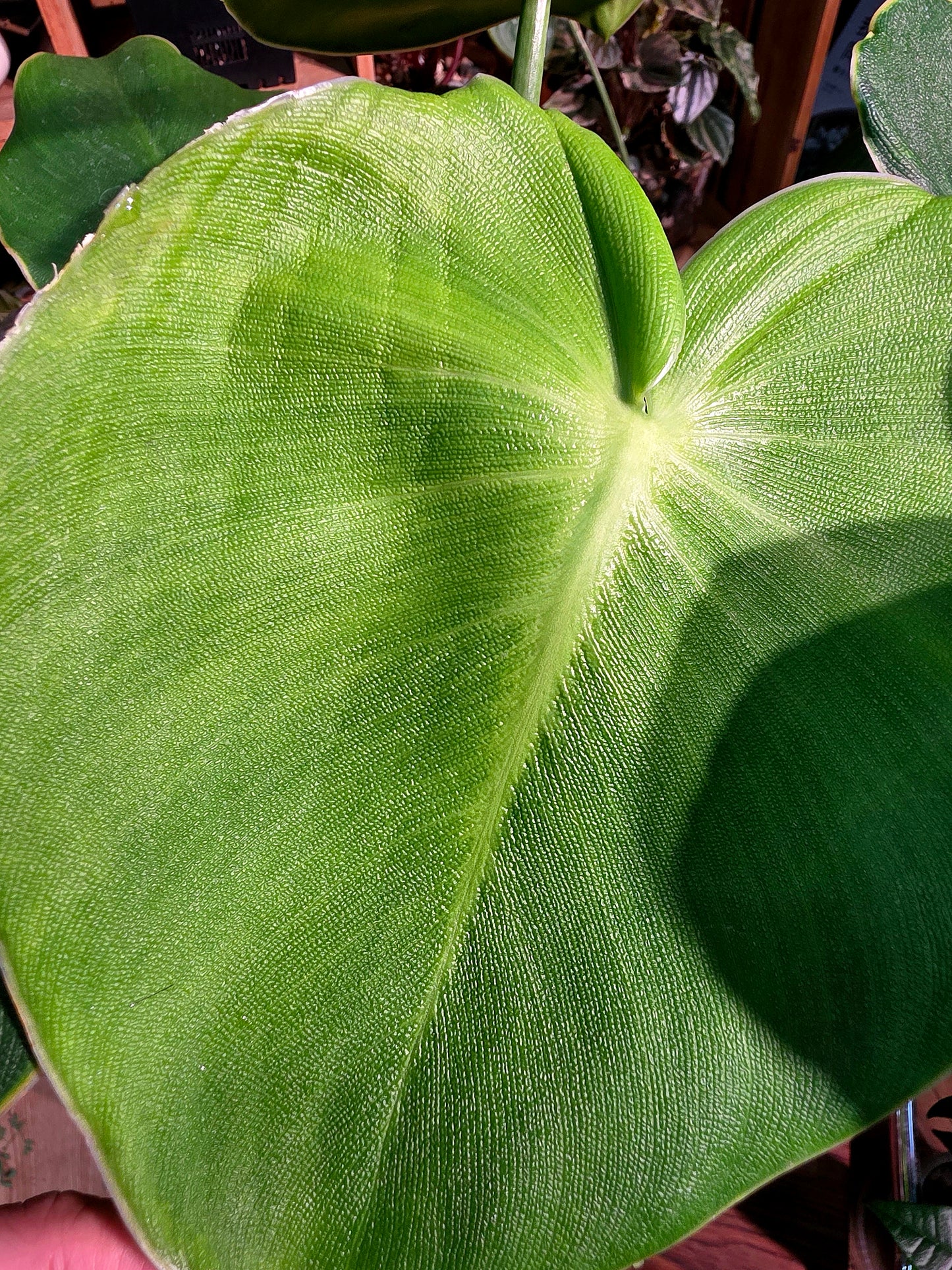 Philodendron rugosum 豬皮蔓綠絨