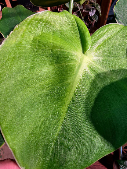 Philodendron rugosum 豬皮蔓綠絨