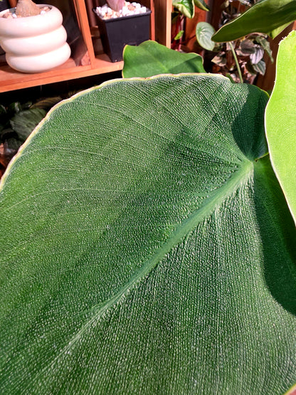 Philodendron rugosum 豬皮蔓綠絨