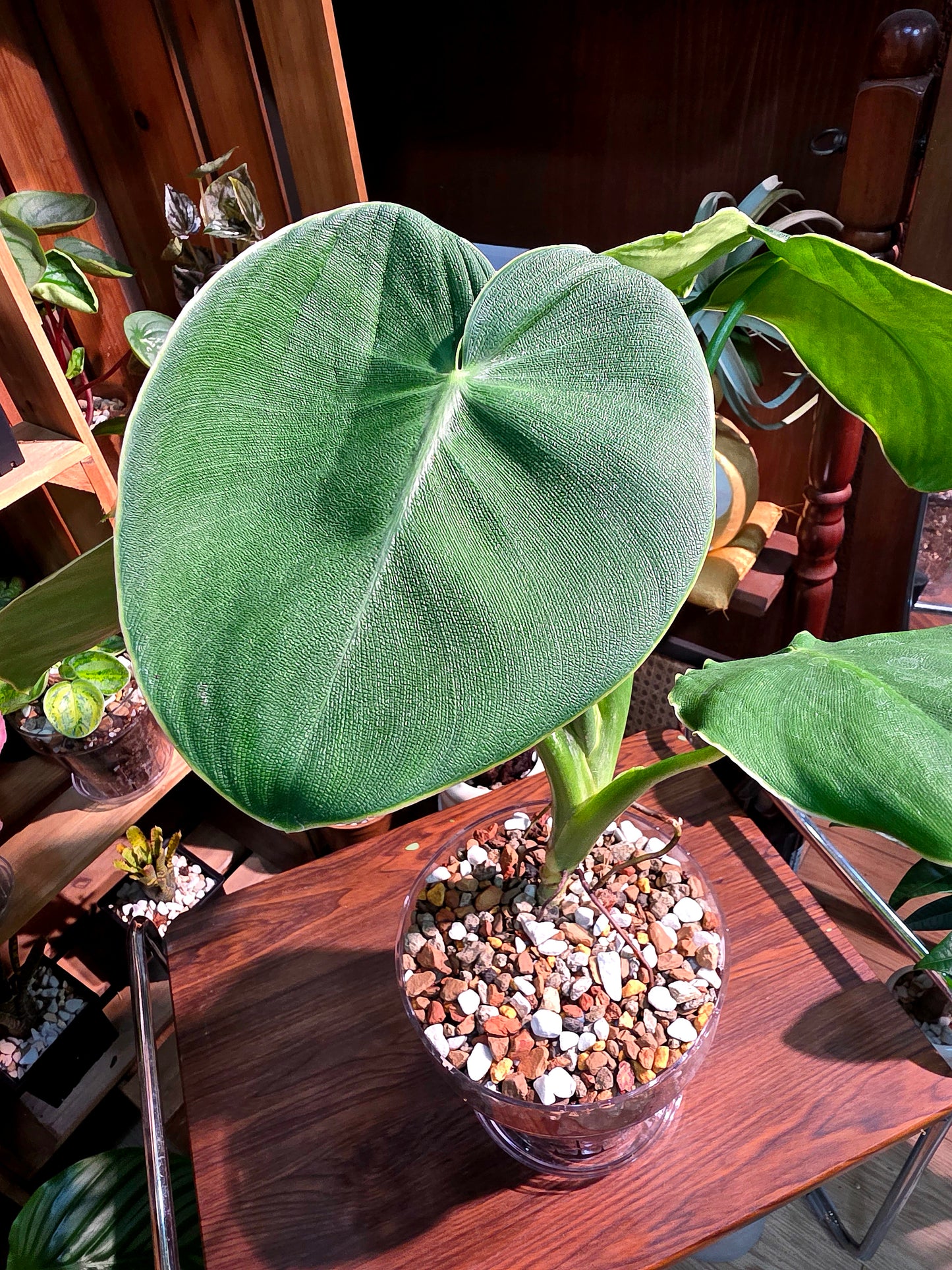 Philodendron rugosum 豬皮蔓綠絨