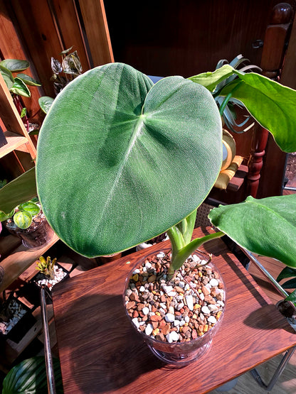 Philodendron rugosum 豬皮蔓綠絨