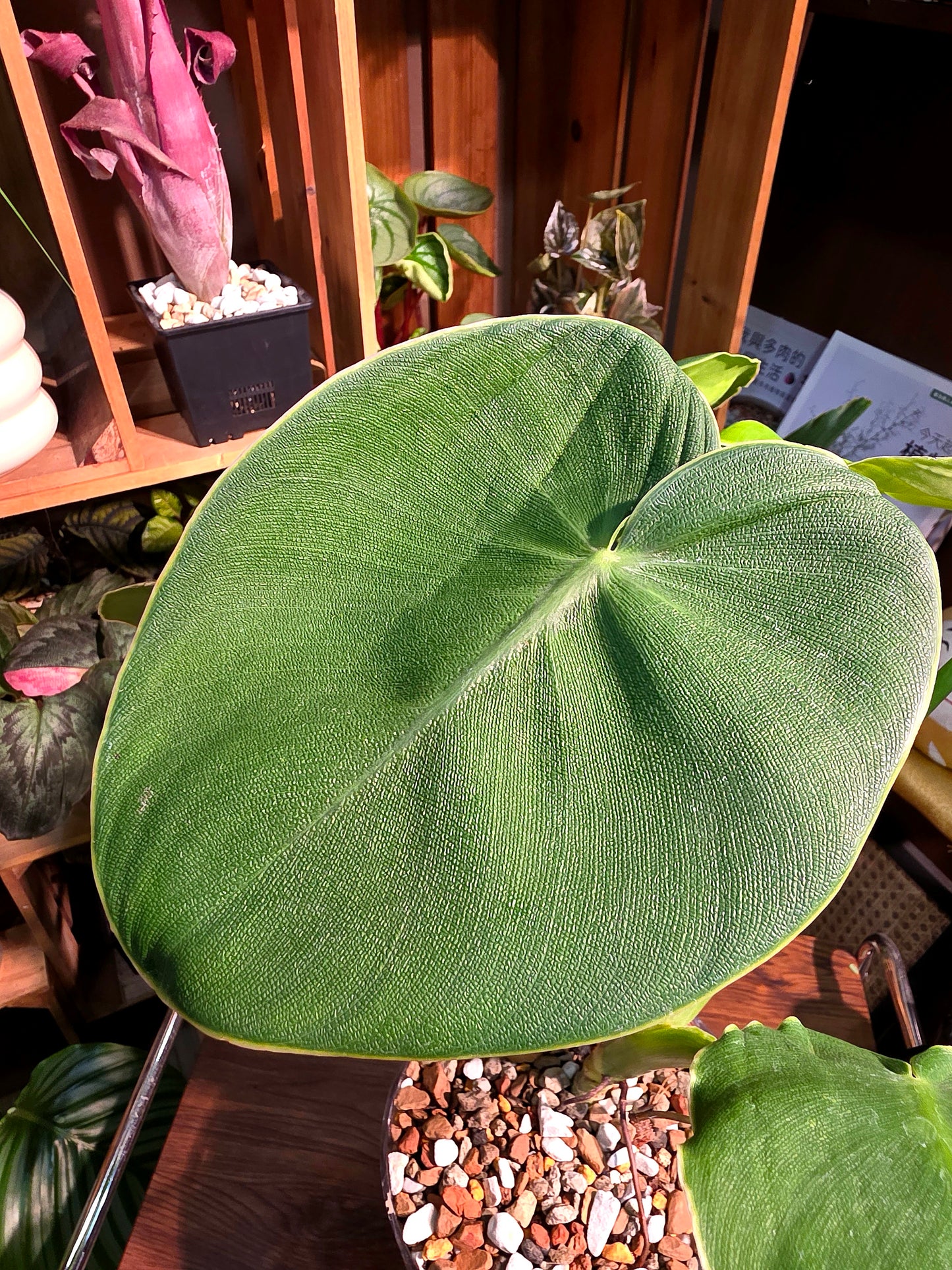 Philodendron rugosum 豬皮蔓綠絨