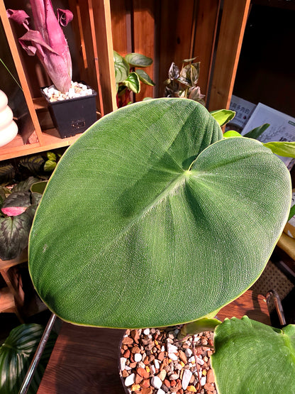 Philodendron rugosum 豬皮蔓綠絨