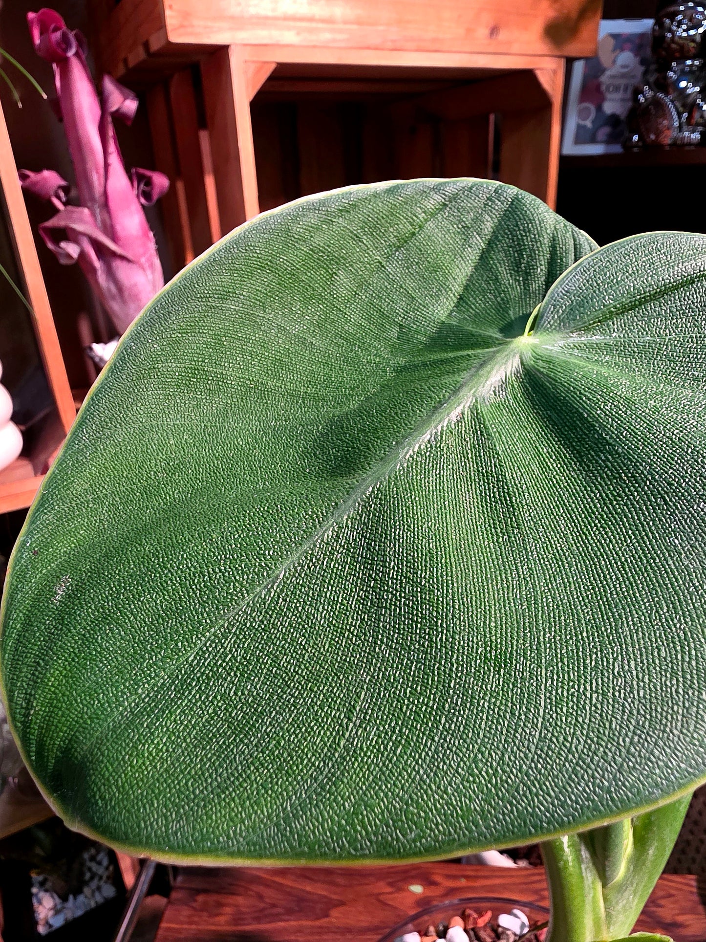 Philodendron rugosum 豬皮蔓綠絨