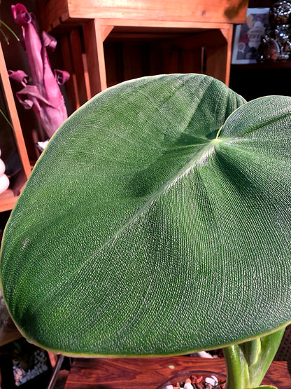 Philodendron rugosum 豬皮蔓綠絨