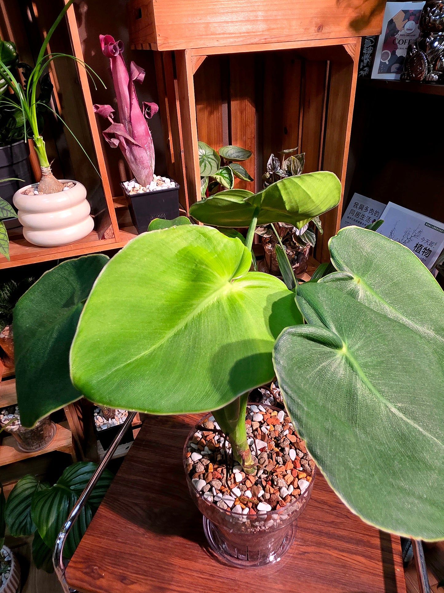 Philodendron rugosum 豬皮蔓綠絨