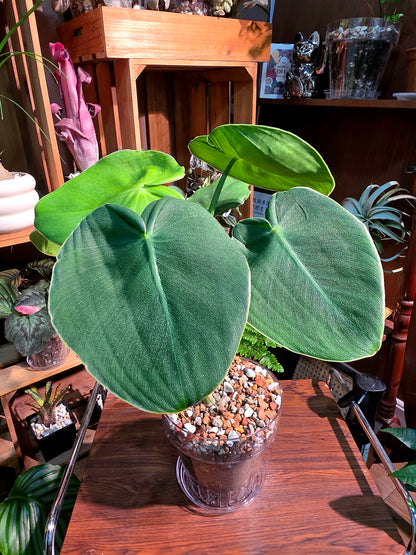 Philodendron rugosum 豬皮蔓綠絨