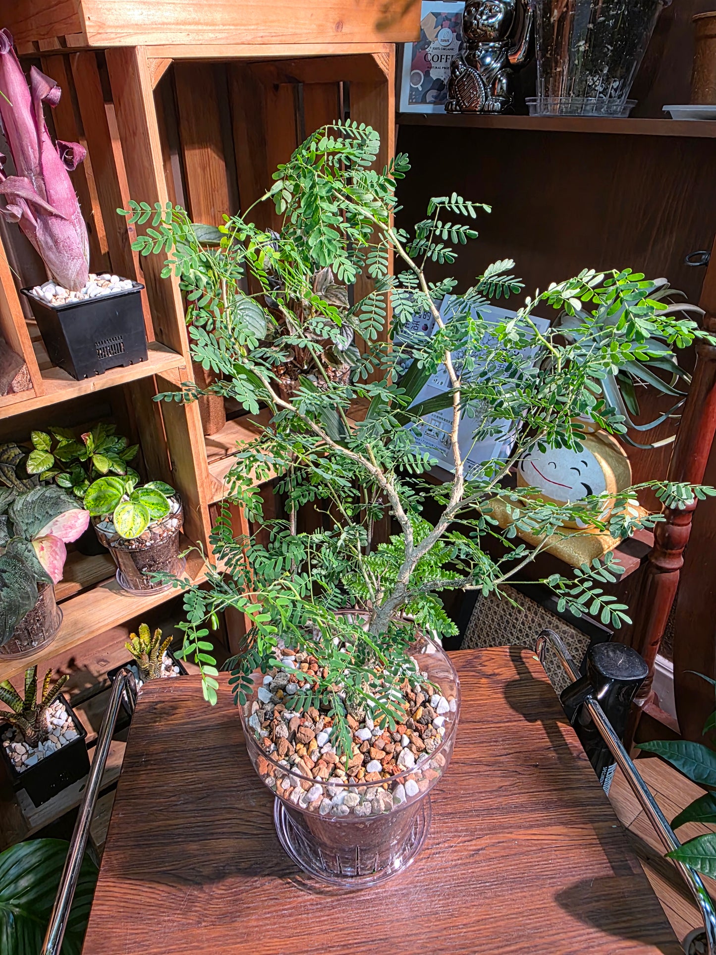 Senegalia burkei 黑刺猴
