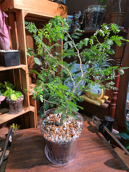Senegalia burkei 黑刺猴