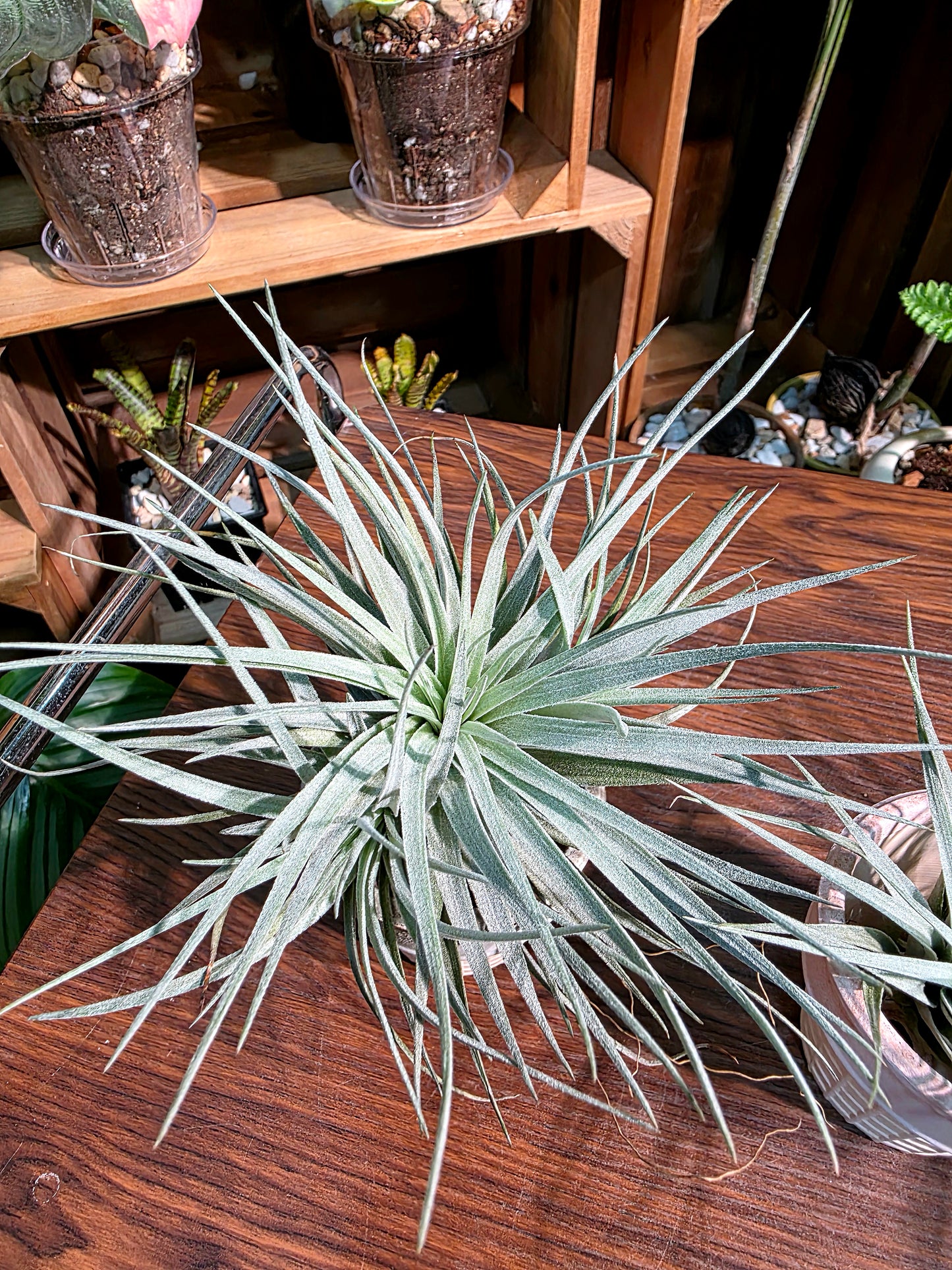 Tillandsia cotton candy 棉花糖空氣鳳梨
