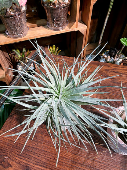 Tillandsia cotton candy 棉花糖空氣鳳梨