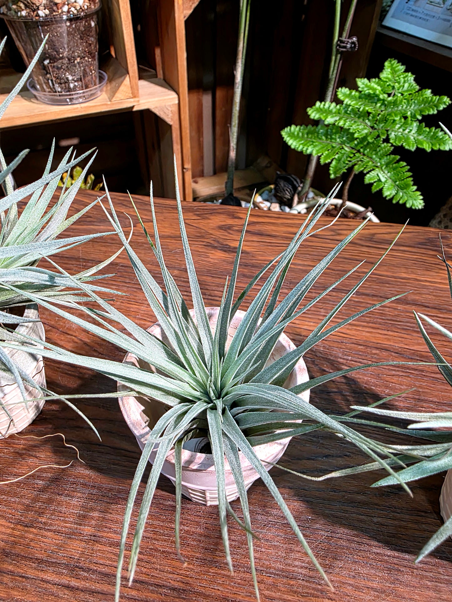 Tillandsia cotton candy 棉花糖空氣鳳梨