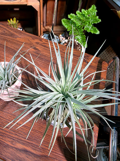 Tillandsia cotton candy 棉花糖空氣鳳梨