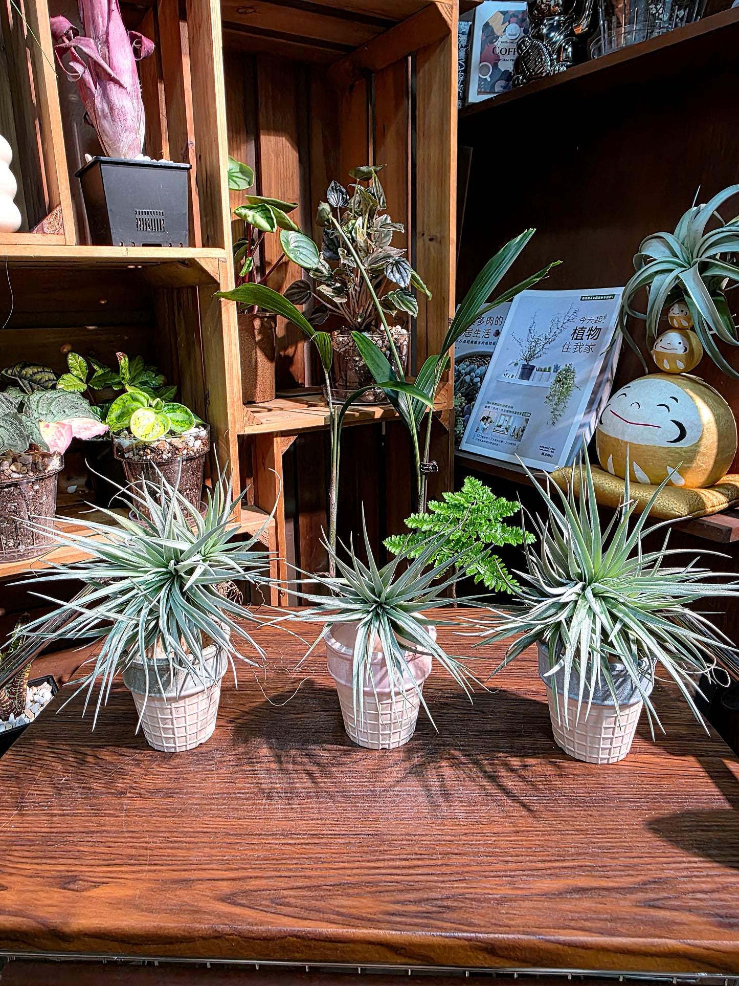 Tillandsia cotton candy 棉花糖空氣鳳梨