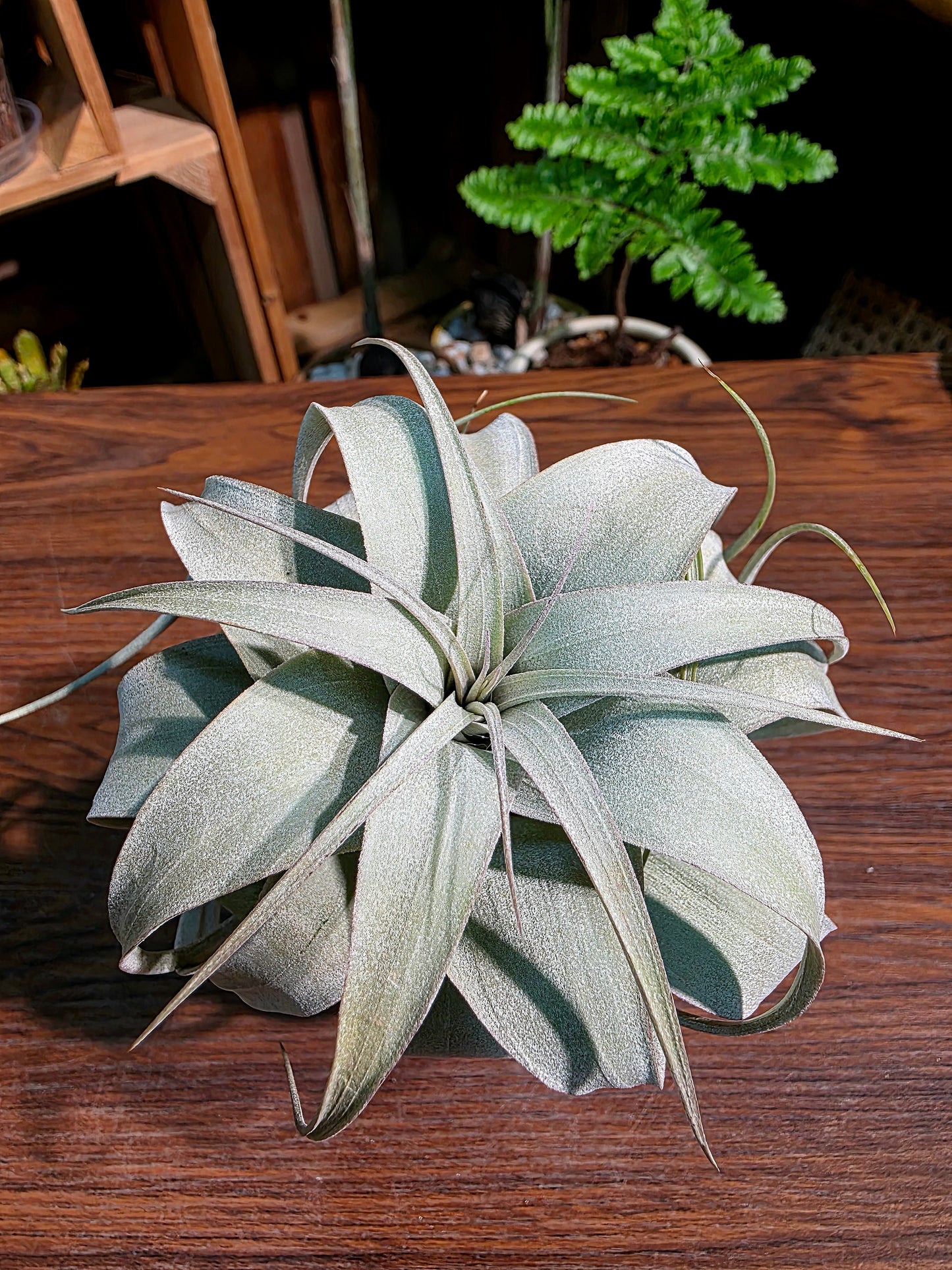 Tillandsia xerographica 霸王空氣鳳梨