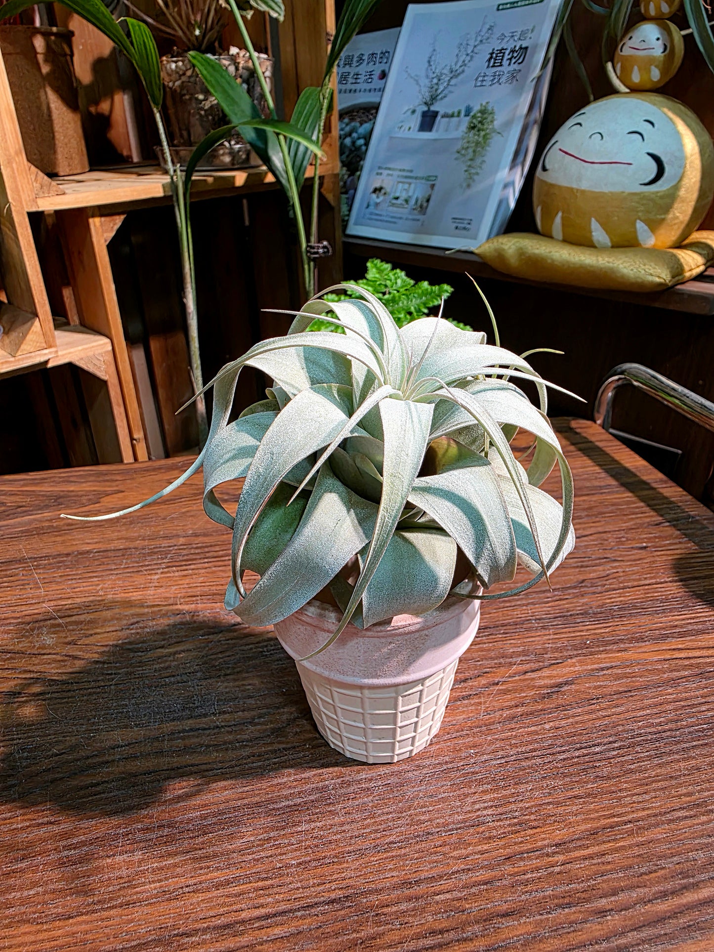 Tillandsia xerographica 霸王空氣鳳梨